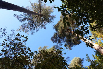 A photograph looking up at a tree canopy on an autumnal day in natural British woodland