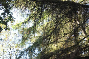 A photograph of an autumnal day in natural British woodland
