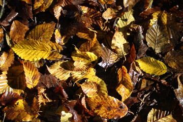 A photograph of the forest floor with dappled sunlight on an autumnal day in natural British woodland