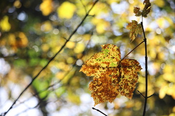 A shallow depth of field photograph, close up on autumnal leaves in natural British woodland
