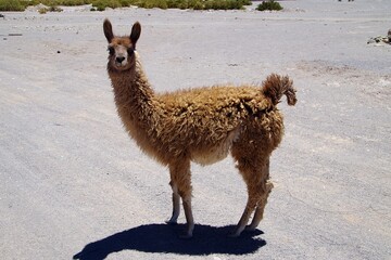 アンデスのラマ（リャマ） © syo
