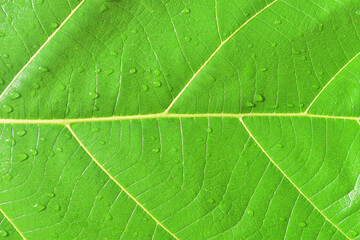 Close Up Of Water Drop On Leaf Texture Background 
