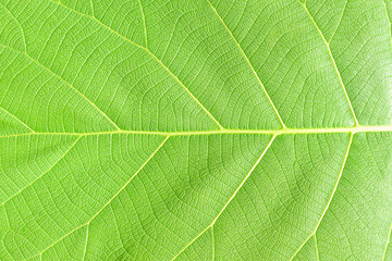 Close Up Leaf Texture Background 