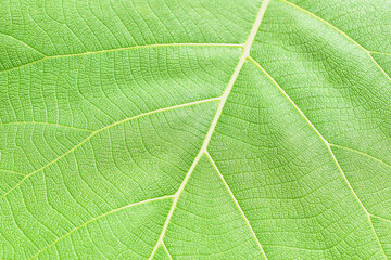 Close Up Leaf Texture Background 