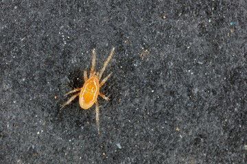 Phoretic mites looking for transportation - beetles to move it to a new location.