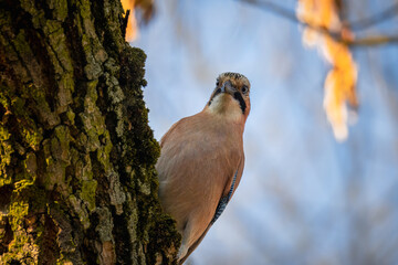 Eurasian Jay holds onto a tree trunk and looks right toward the camera lens on a sunny fall day.