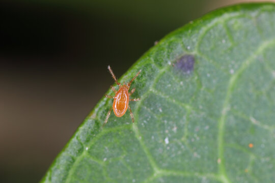 Phoretic mites looking for transportation - beetles to move it to a new location.