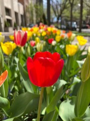 red and yellow tulips