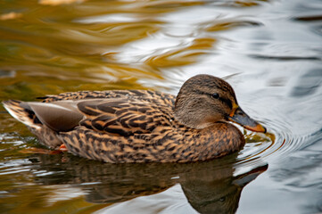 Stockente schwimmt im ruhigen Wasser ihr Spiegelbild ist sichtbar