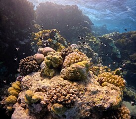 Coral reef in the tropical ocean, sun and waves from the sea surface. Fish and tropical corals, adventure scuba diving vacation. Underwater photo, tropical marine life, scuba diving.