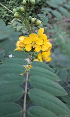 Yellow Senna Occidentalis Flowers Full Blossom on Green Leaves background