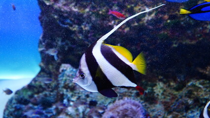 マリーナホップの水族館