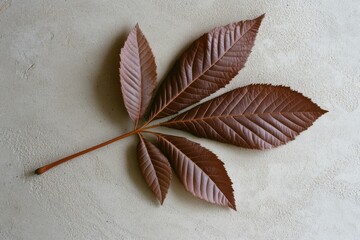 A solitary leaf with a rich, earthy hue lies against textured stone, symbolizing nature&rsquo;s quiet elegance.