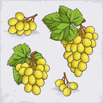 Hand drawn set of juicy cotton candy, dominga, sultana, continental, reisling whiteish green grapes