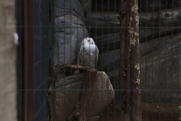 上野動物園