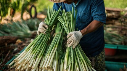 Harvesting Green Onions in a Lush Field