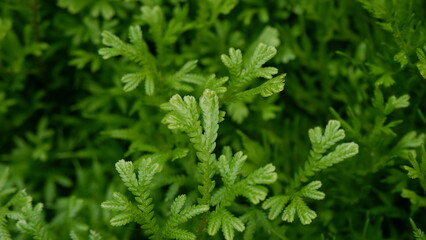 Fototapeta premium Close up of greenery leaves and full frame of greenery plant, green leaves background
