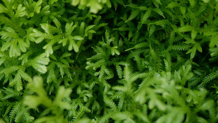 Gorgeous fresh greenery leaves background, Beauty of nature concept