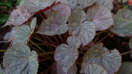 Close up of green red heart shaped leaves decorated in the garden, Soft focus
