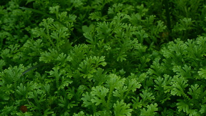 Full frame of beauty of fresh greenery leaves , green leaves background