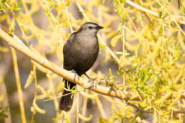 Female Brewer's Blackbird if bright Yellow Tree