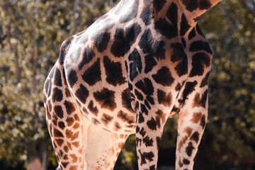 Close-up of a giraffe's patterned skin.