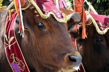 Sant'Antioco, Sardinia 05.05.2019: The typical oxen of the 