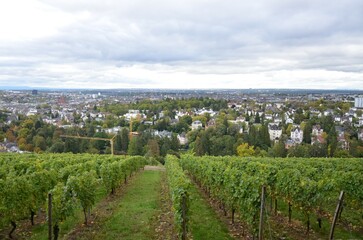 Fototapeta premium Famous wine yard at Neroberg mountain in Wiesbaden Germany