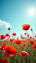 Obraz premium Serene field of poppies swaying gently under a bright blue sky.