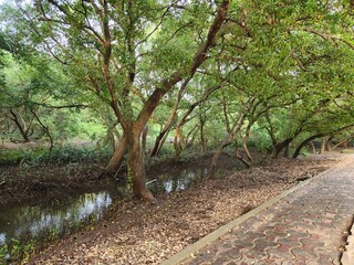 Kakinada, Andhra Pradesh India - Dec 02 2024: Coringa Wildlife Sanctuary and estuary situated near Kakinada in Andhra Pradesh, India. It is the second largest stretch of mangrove forests in India.