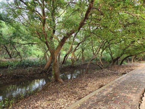 Kakinada, Andhra Pradesh India - Dec 02 2024: Coringa Wildlife Sanctuary and estuary situated near Kakinada in Andhra Pradesh, India. It is the second largest stretch of mangrove forests in India.