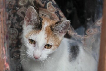 Chat blanc errant photographié dans la rue