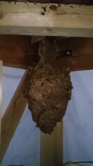Obraz premium 296)Japanese yellow hornet nest under the eaves of a one-story detached house(Photo taken at 22:59 on august 12, 2015) vespa simillima xanthoptera