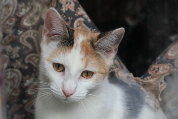 Chat blanc errant photographié dans la rue