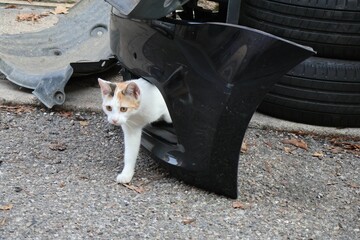 Chat blanc errant photographié dans la rue