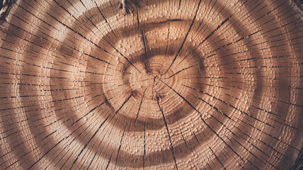 Fototapeta premium Close-up of a freshly cut pine tree surface showcasing detailed growth rings and natural textures, ideal for forestry, natural patterns, or rustic design projects. 
