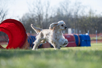 Breed English cocker spaniel. Dog racing in agility. Running dogs over obstacles.
