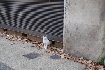 Chat blanc errant photographié dans la rue