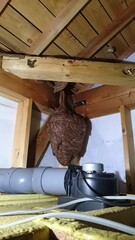 Obraz premium 298)Japanese yellow hornet nest under the eaves of a one-story detached house(Photo taken at 23:43 on august 12, 2015) vespa simillima xanthoptera