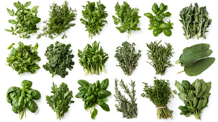 Naklejka premium Fresh herbs arranged neatly on white background, showcasing variety of greens including basil, parsley, and thyme, perfect for culinary use and healthy cooking