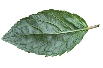 Obraz premium Mint leaf. Fresh mint on white background. Mint leaves isolated. Full depth of field. Perfect not AI mint leaf, true photo 