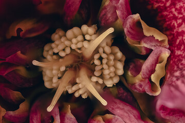 flowers close up