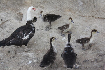 Ducks resting in a rural area, creating a peaceful and natural atmosphere.
