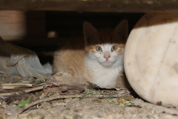 Stray kitten in a rural shelter, representing innocence and simplicity in nature.