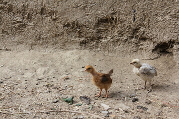 A group of chickens roaming in a rural area, representing farm life and simplicity.