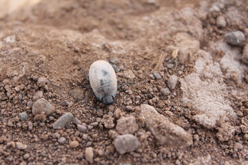 Small, lone rock on dry, cracked soil, illustrating the barrenness and harsh climate of the desert.