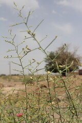 Close-up of desert plant with thorny branches, illustrating adaptation to arid conditions.