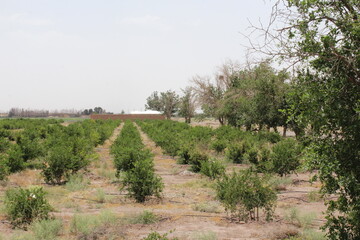 Young green plants growing in desert soil, showcasing resilience in challenging conditions.