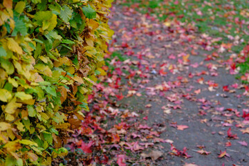 Herbstzeit im Dorf Weseke im Münsterland