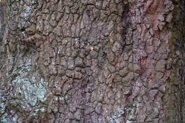 bark of a tree texture